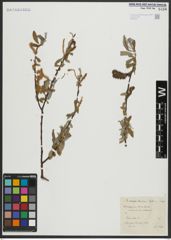 Foto von Salix alba L.
